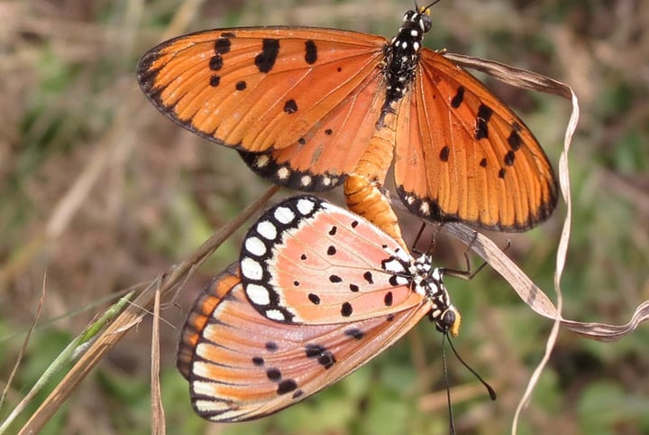 butterflies