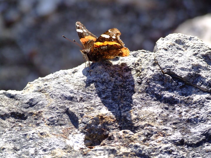butterfly basking in the sun on a rock