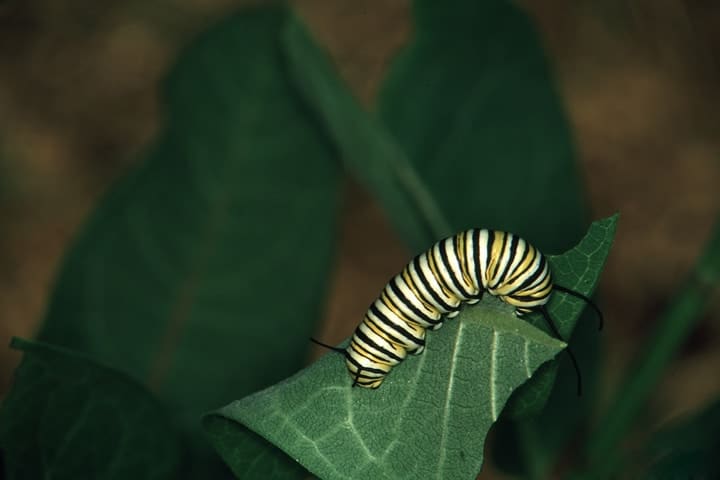 butterfly catterpillar