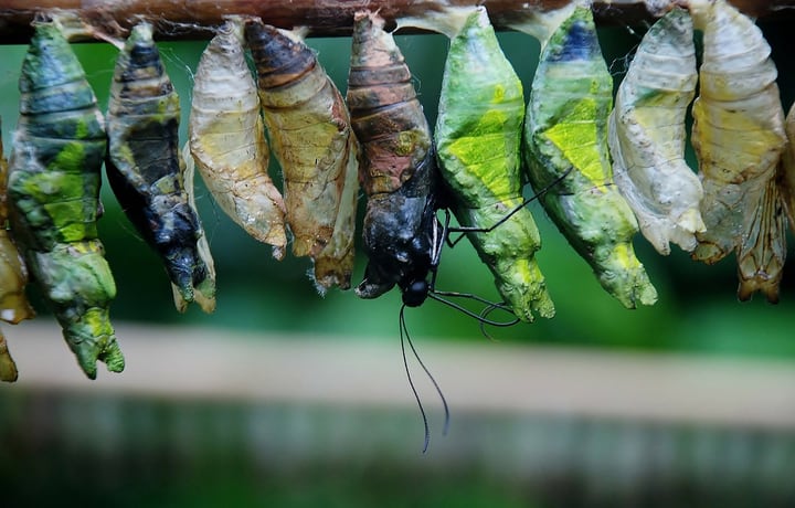 butterfly cocoons