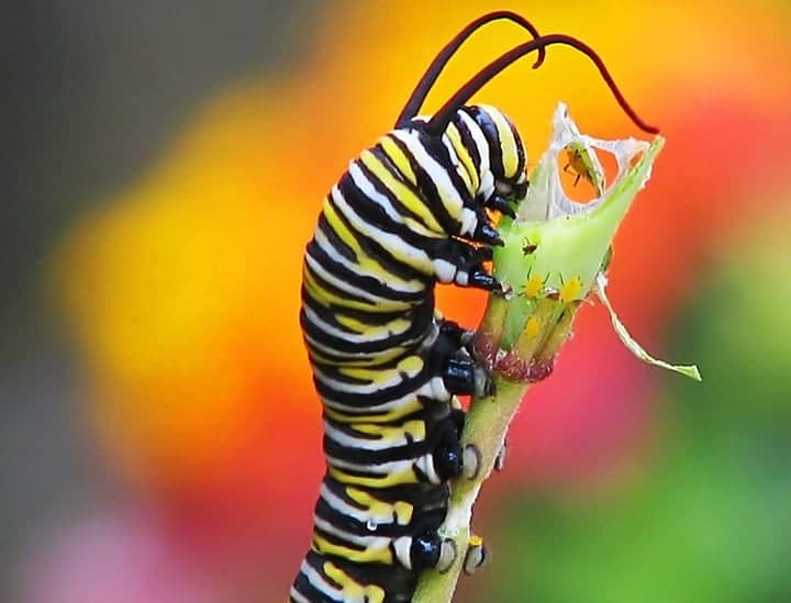 butterfly eating