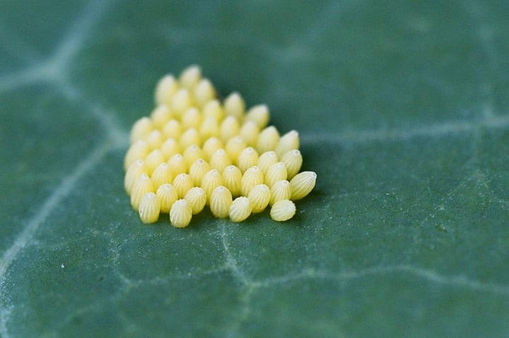 butterfly eggs on leaf surface