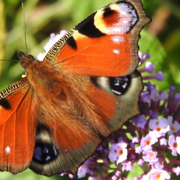 butterfly flower garden