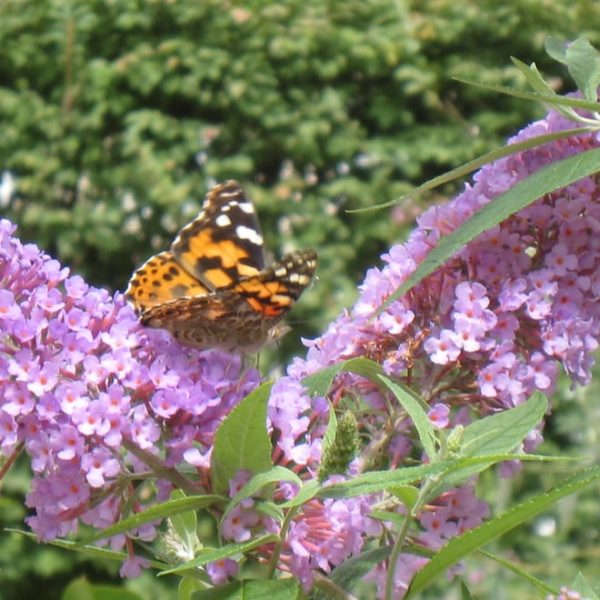 butterfly garden