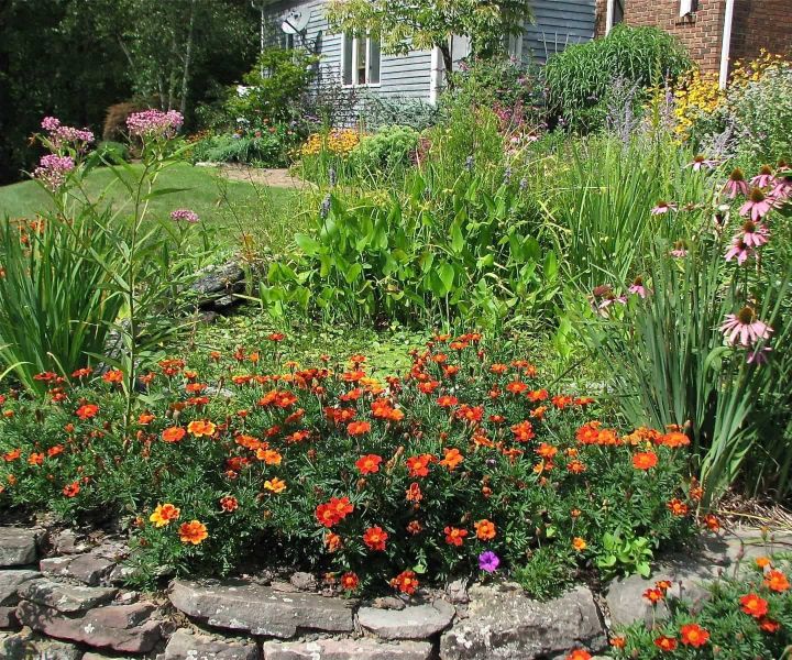 butterfly garden flowers