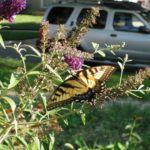 butterfly garden in direct sunlight