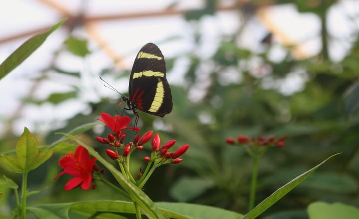 butterfly garden