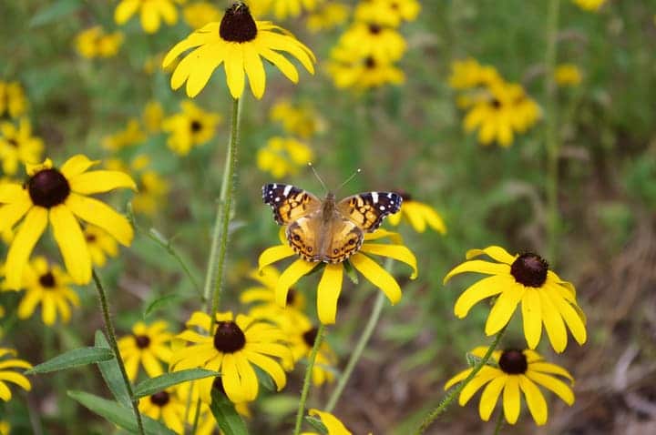 butterfly in black eyed susan flower garden