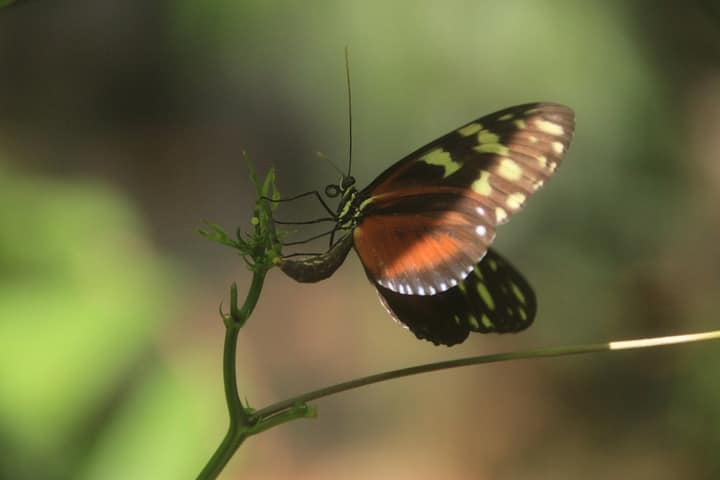 butterfly laying eggs