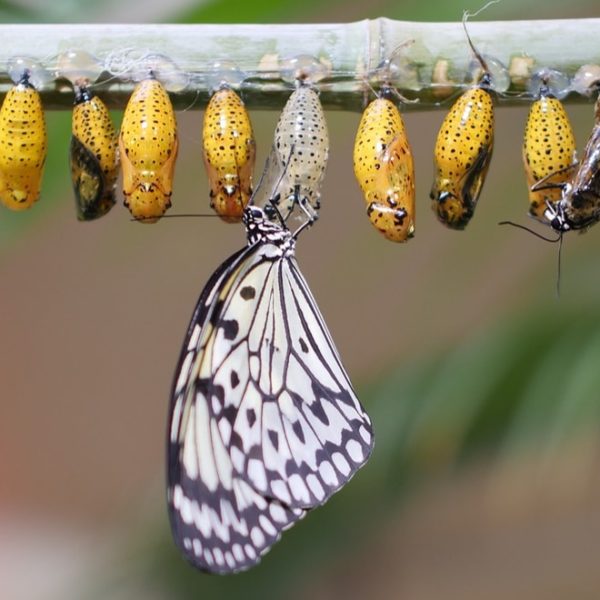 butterfly life cycle