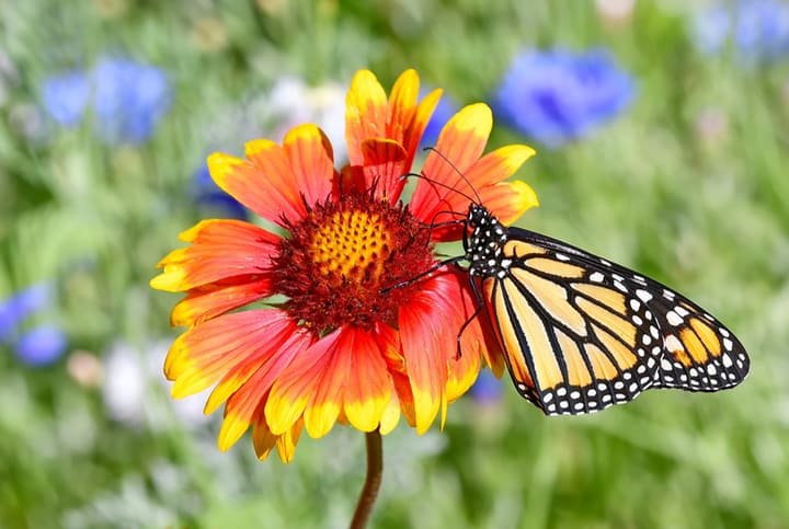 butterfly on a blanket flower in the garden