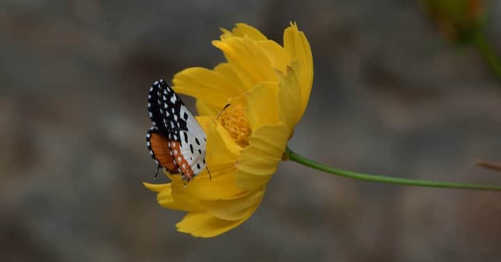 butterfly on a yellow marigold flower