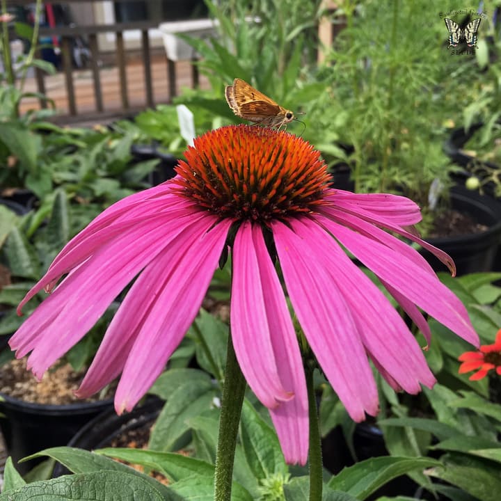 butterfly on echinacea perennial flower