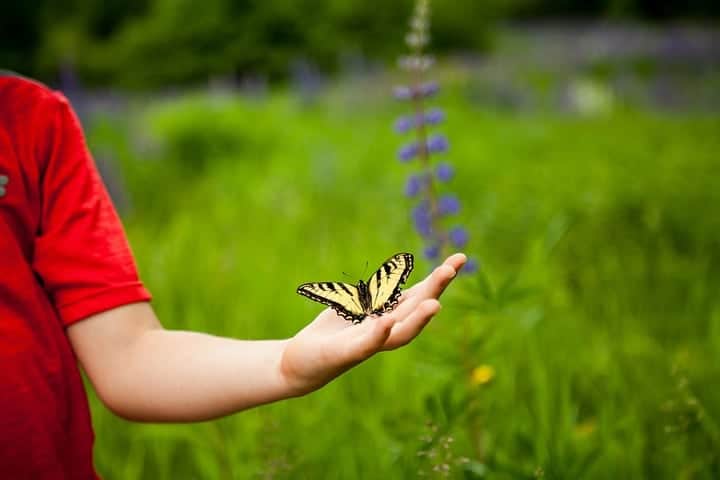 butterfly on kids palm