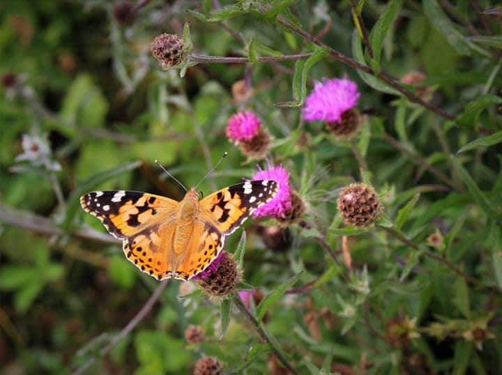 butterfly on native perennial flowers