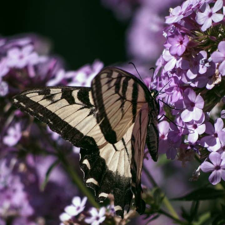 butterfly on purple flox in the garden