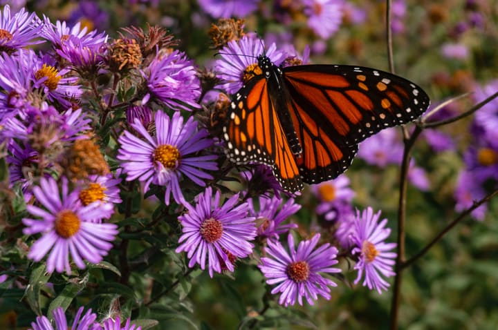 butterfly on wild blue aster