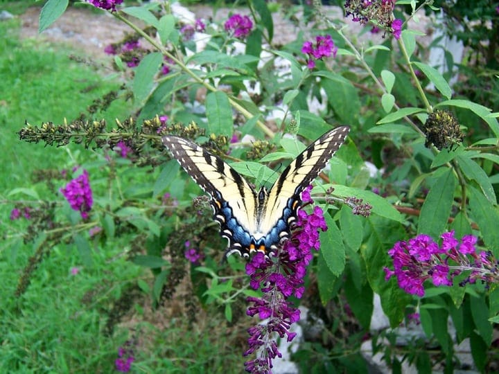 butterfly pollinating the garden