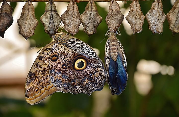 butterfly pupa in the garden