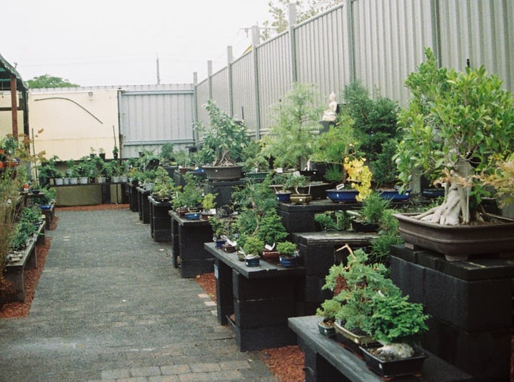 buy plants for terrace garden