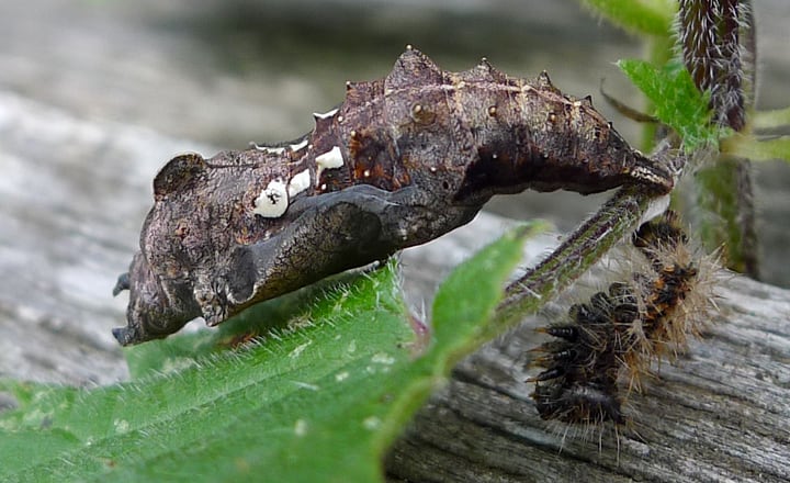 chrysalis after shedding skin