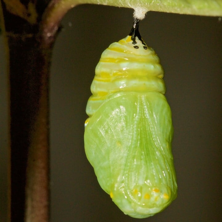 chrysalis pupa