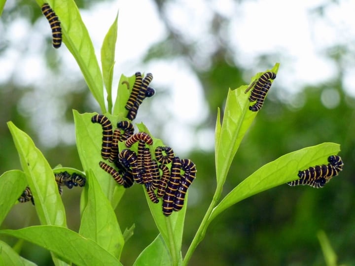 clearwing butterfly caterpillars