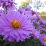 cluster of aster flowers