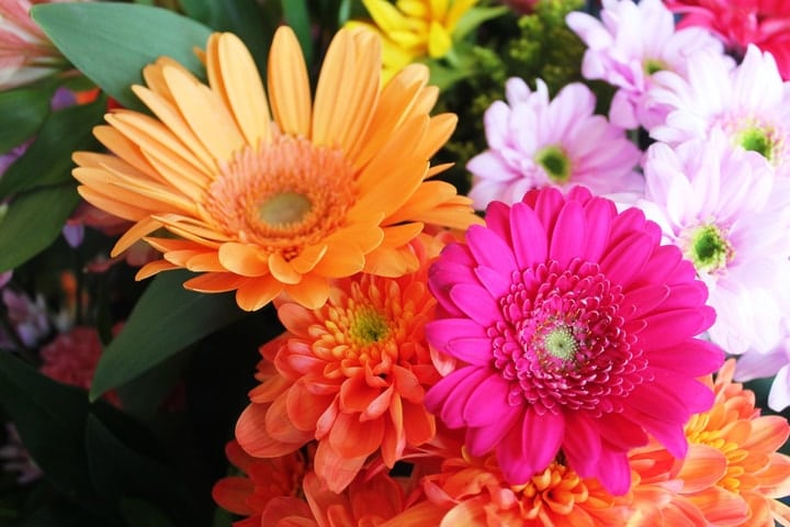 colorful gerber daisies