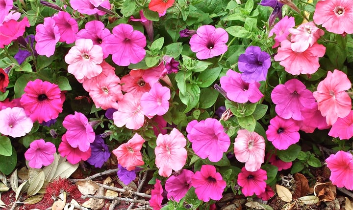 colorful petunia flowers