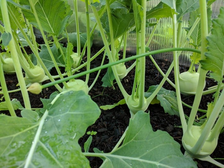 crops planted inside a cold frame