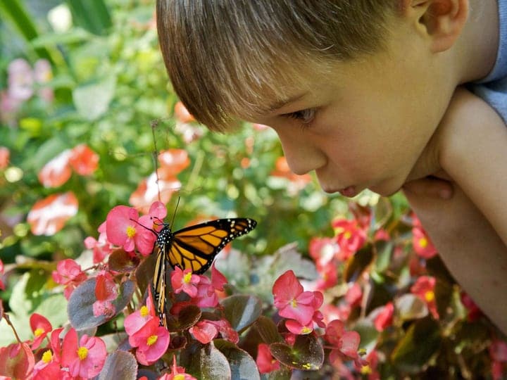 curious boy child with a butterfly