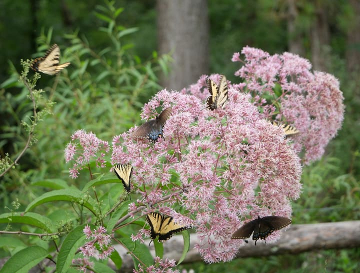 eastern tiger swallowtail butterflies on a joe pye weed