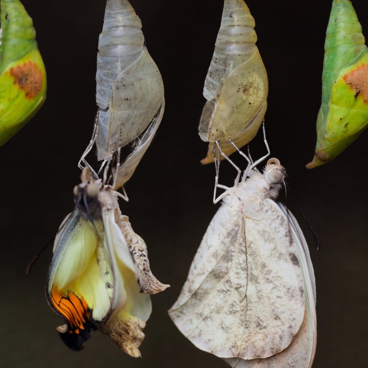 emerging butterflies