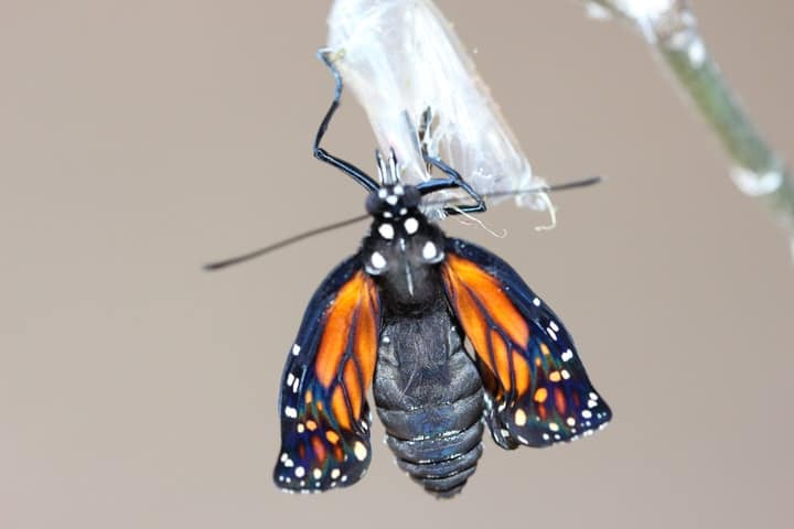 emerging monarch butterfly