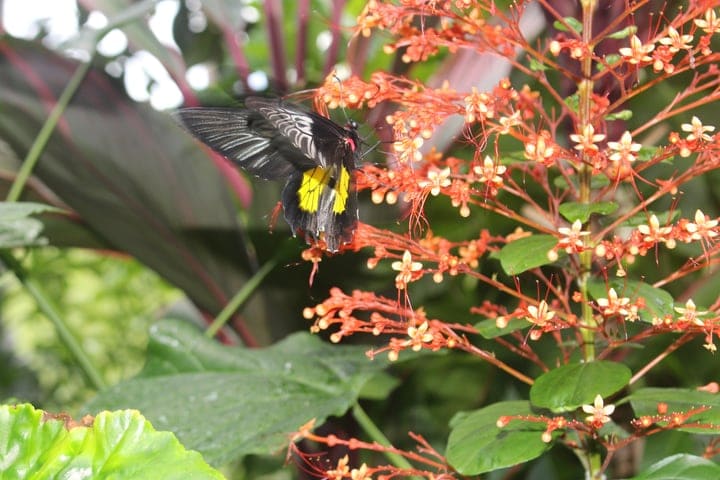 florida butterfly garden