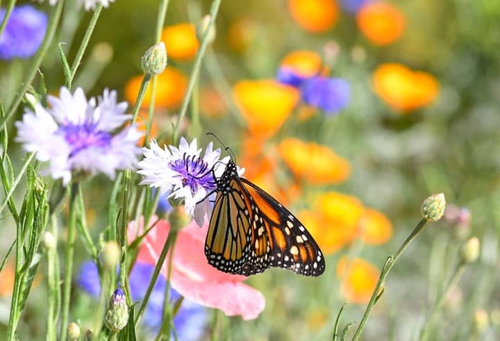 flower filled garden with a butterfly