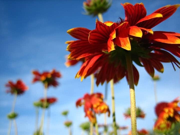 flowers and a beautiful weather