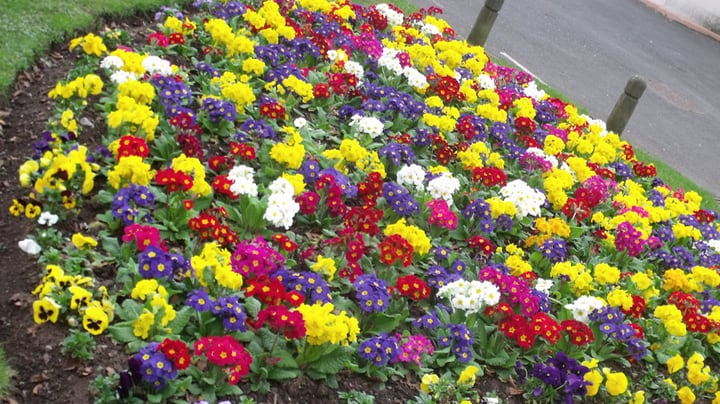 flowers in a garden bed