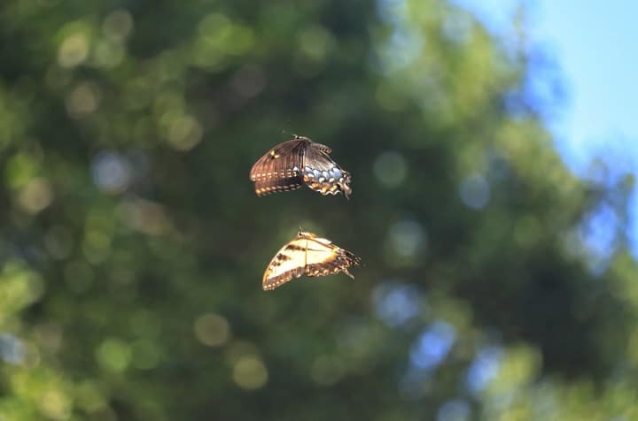 flying butterflies