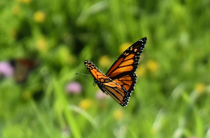 flying male monarch butterfly