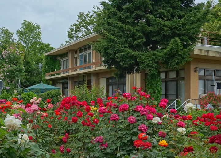 frontyard rose garden