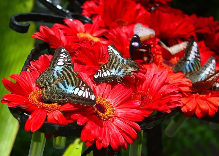 garden filled with butterflies