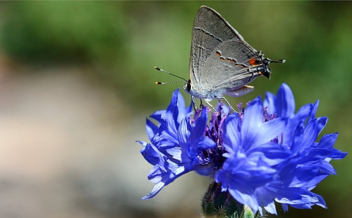 grey hairsteak butterfly on a backelor buttons flower