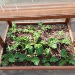 growing kale on a winter garden