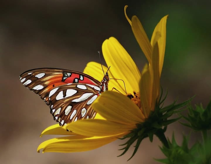 gulf fritillary butterfly on a sunflower