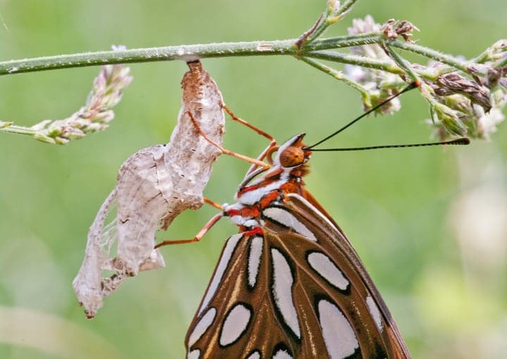 gulf fritillary emerging from its chrysalis