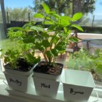 herbs on self watering plants by the window