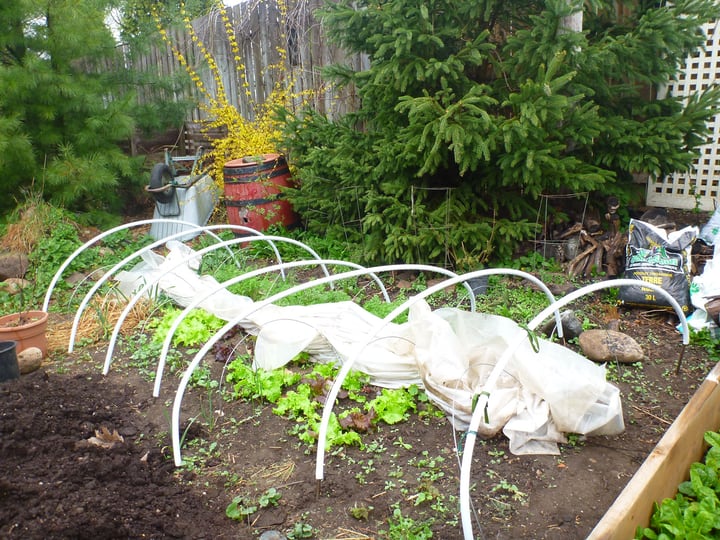 hoop tunnel for winter garden