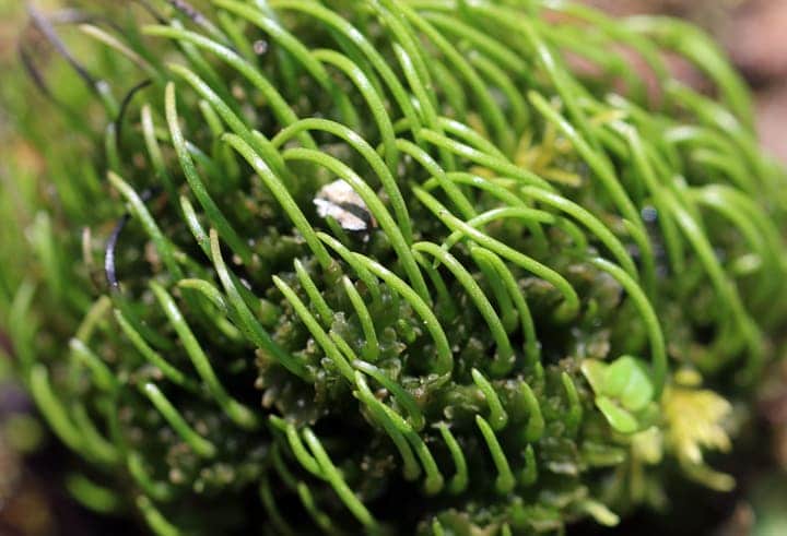 hornwort